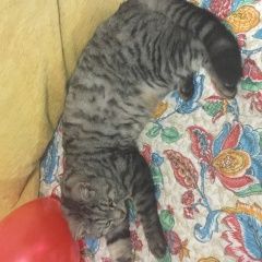 Фото: найдена кошка «Найден кот Домодедово» в г. Домодедово